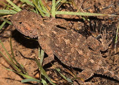 Agama aculeata distanti