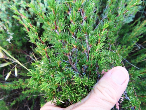 Image of Cliffortia juniperina by (c) linkie, some rights reserved (CC BY)