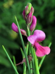Indigofera filifolia