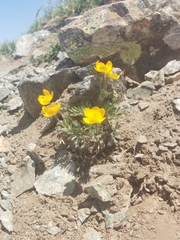 Anemonastrum speciosum