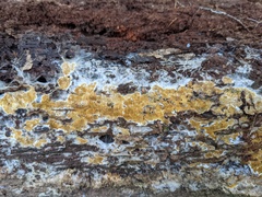 Serpulaceae
