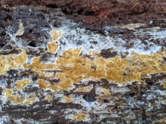 Serpulaceae