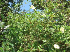 Thunbergia atriplicifolia