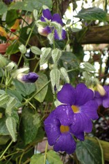 Thunbergia battiscombei