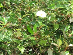 Thunbergia atriplicifolia