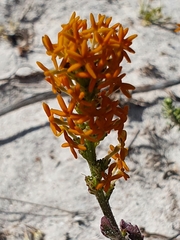 Manulea tomentosa