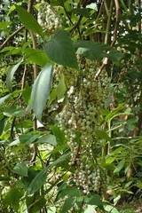 Heliotropium petiolare