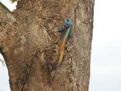 Acanthocercus atricollis