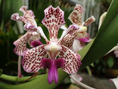 Vanda tricolor