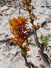 Manulea tomentosa