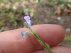 Verbena neomexicana xylopoda - Photo (c) Dan Beckman, some rights reserved (CC BY-NC), uploaded by Dan Beckman