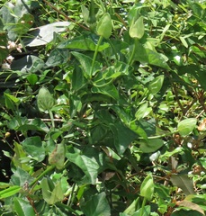 Thunbergia atriplicifolia