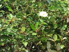 Thunbergia atriplicifolia