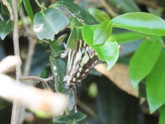 Landolphia kirkii