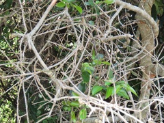 Landolphia kirkii