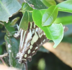 Graphium policenes