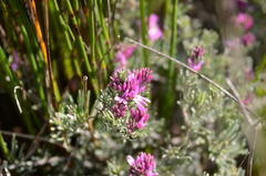 Indigofera hannariae