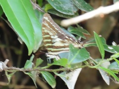 Landolphia kirkii