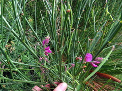 Indigofera filifolia