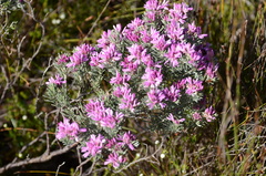 Indigofera hannariae