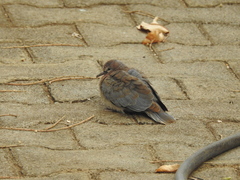 Streptopelia senegalensis