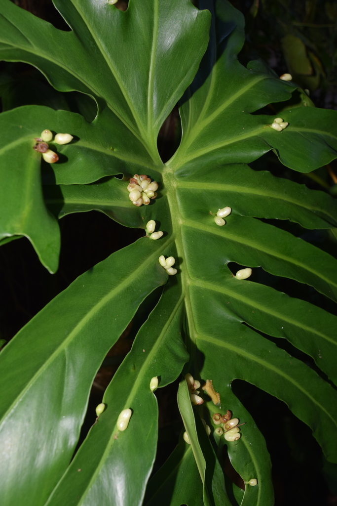 Monitoriella elongata