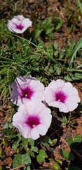 Ipomoea bathycolpos