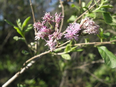 Vernonanthura squamulosa