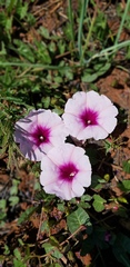 Ipomoea bathycolpos