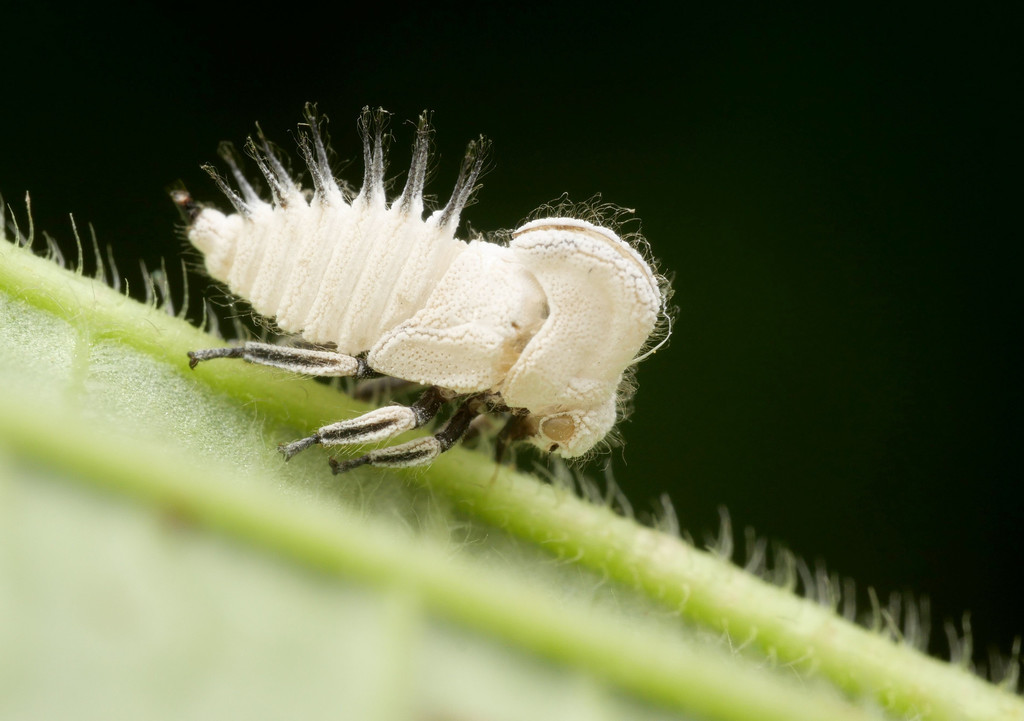 Membracis tectigera