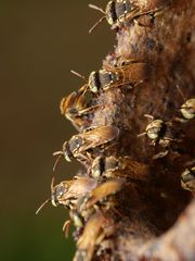 Nannotrigona tristella