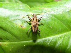 Cactophagus condylus