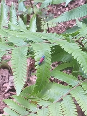 Cardioscarta flavifrons