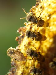 Nannotrigona tristella