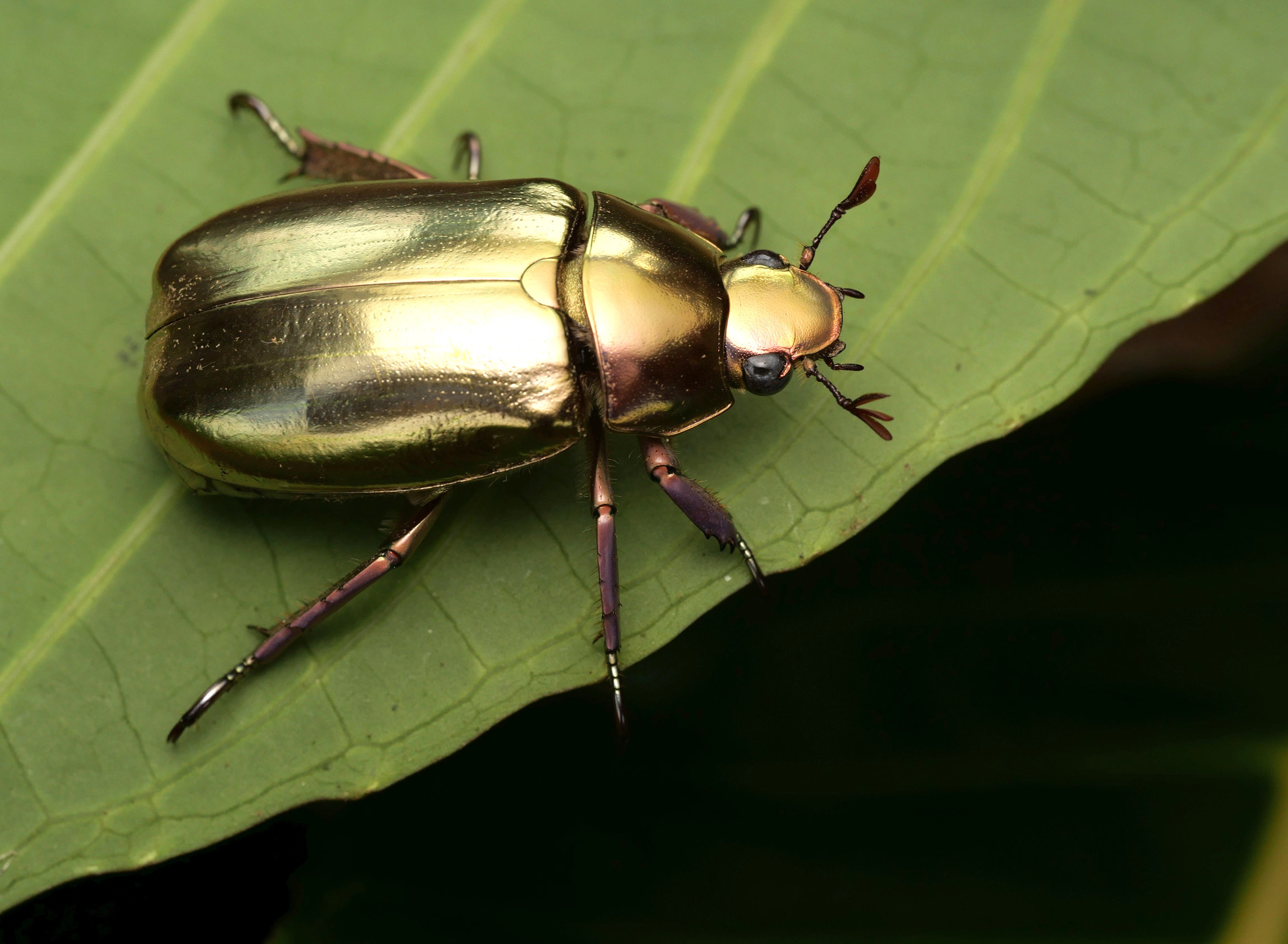 Jewel Scarabs (Genus Chrysina) · iNaturalist