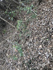 Sideroxylon obtusifolium