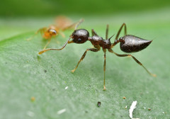 Crematogaster longispina