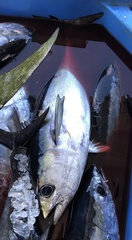 Thunnus atlanticus