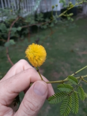 Vachellia seyal