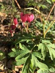 Lamprocapnos spectabilis