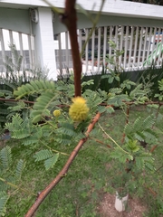 Vachellia seyal