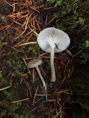 Spodocybe trulliformis