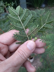 Vachellia seyal