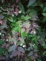 Persicaria microcephala