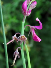 Indigofera filifolia
