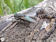 Sarconesia chlorogaster