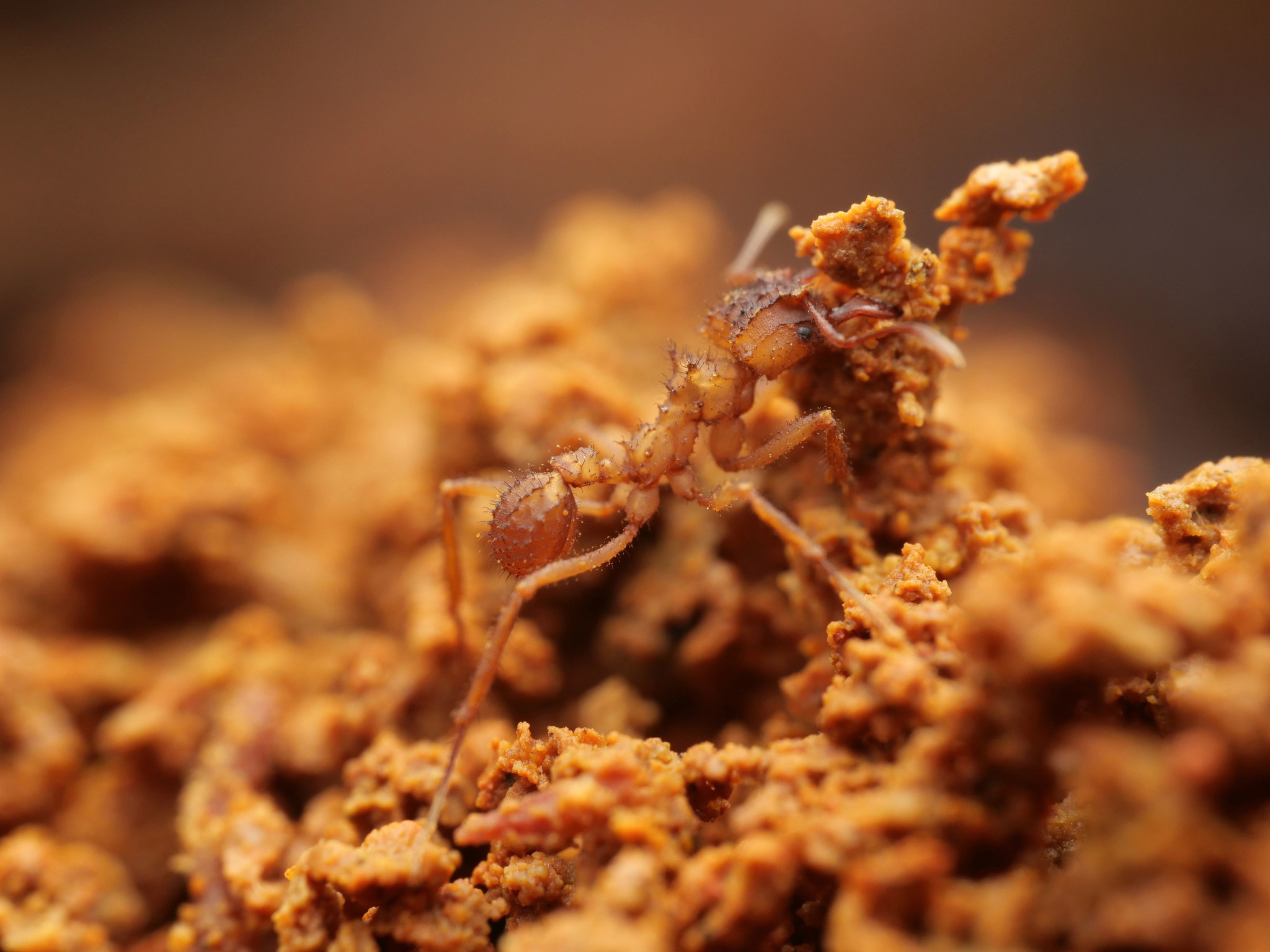 Mycetomoellerius isthmicus