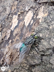 Sarconesia chlorogaster