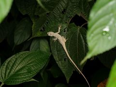 Anolis lyra