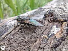Sarconesia chlorogaster